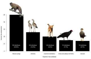 Estudo mostra que animais morrem atropelados a 11 metros de t&uacute;neis de travessia