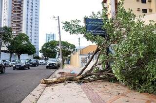 Condutor arranca &aacute;rvore pela raiz e tomba ve&iacute;culo na Rua Bahia