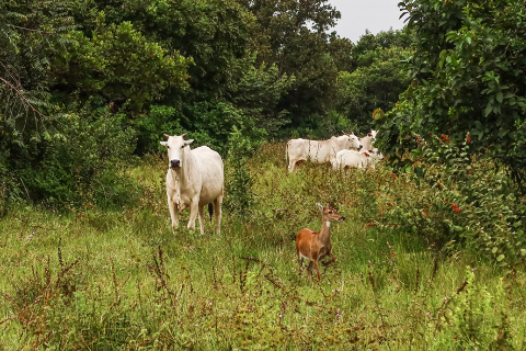 Oito propriedades de MS ser&atilde;o piloto do projeto Fazenda Pantaneira Sustent&aacute;vel 