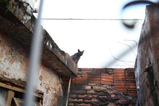 Morando em local que será demolido, Pantera e outros gatinhos precisam de um lar