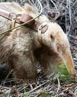 Ap&oacute;s 2 meses sem not&iacute;cias, Alvinho &eacute; encontrado saud&aacute;vel no Cerrado