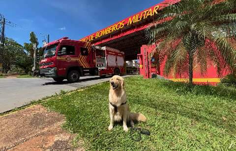 Sele&ccedil;&atilde;o para c&atilde;es dos Bombeiros encanta pela fofura e dedica&ccedil;&atilde;o