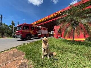 Sele&ccedil;&atilde;o para c&atilde;es dos Bombeiros encanta pela fofura e dedica&ccedil;&atilde;o