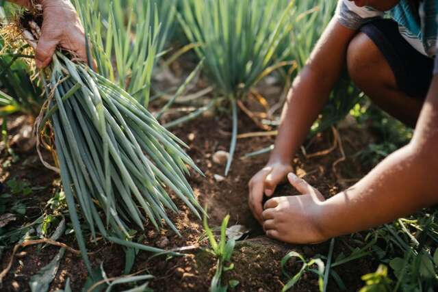 Desenrola rural prev&ecirc; descontos de at&eacute; 96% em d&iacute;vidas de agricultores