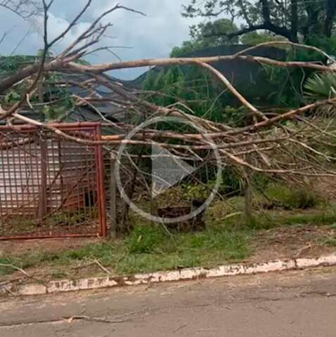 Ap&oacute;s segundo galho cair, advogado teme que &aacute;rvore despenque por completo