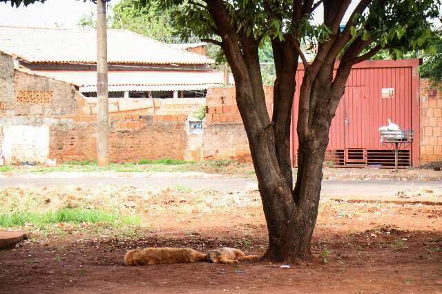 Foragida &eacute; achada morta logo depois de saber que m&atilde;e foi presa