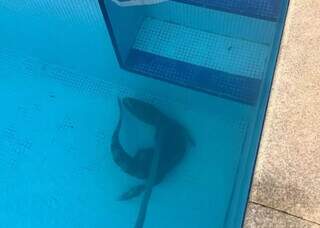 Para se livrar do calor&atilde;o de 37&deg;C, at&eacute; jacar&eacute; aproveita piscina