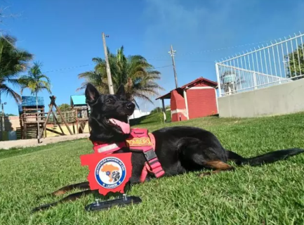 Morre Duke, c&atilde;o bombeiro que ajudou na a&ccedil;&atilde;o em Brumadinho