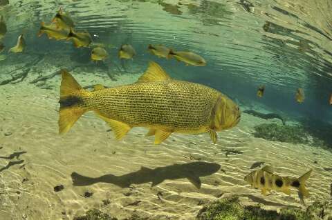 Enquanto lei n&atilde;o sai, deputado quer prorrogar pesca do dourado