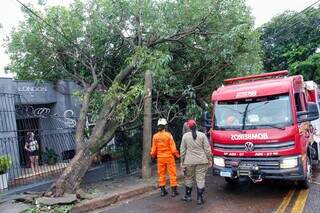 Em 5 min de chuva, rajadas de vento derrubam &aacute;rvores e fia&ccedil;&atilde;o no Bairro Amamba&iacute;