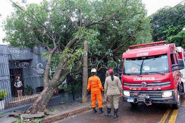 Em 5 min de chuva, rajadas de vento derrubam &aacute;rvores e fia&ccedil;&atilde;o no Bairro Amamba&iacute;