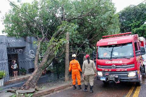 Em 5 min, chuva forte quebra galhos de &aacute;rvores antigas no Bairro Amambai