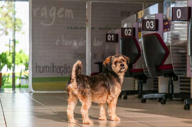 Casa da Mulher Brasileira tem novo ‘hóspede’: cão à procura de dono