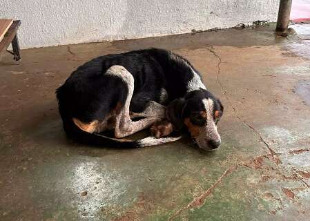 Morador &eacute; preso em flagrante ao abandonar cachorro doente na chuva