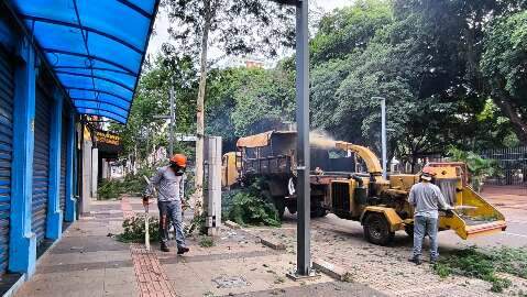 &Aacute;rvores da 14 de Julho passam por poda para melhorar seguran&ccedil;a do Centro