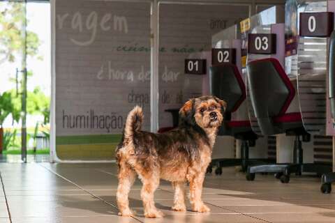 Casa da Mulher Brasileira tem novo &lsquo;h&oacute;spede&rsquo;: c&atilde;o &agrave; procura de dono