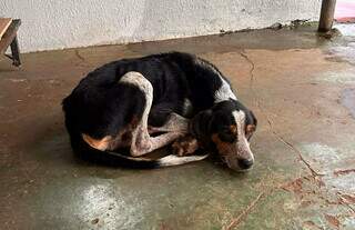 Morador &eacute; preso em flagrante ao abandonar cachorro doente na chuva