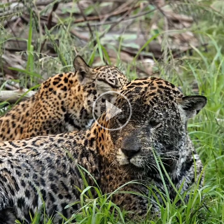 Mam&atilde;e on&ccedil;a e filhote roubam a cena durante saf&aacute;ri no Pantanal