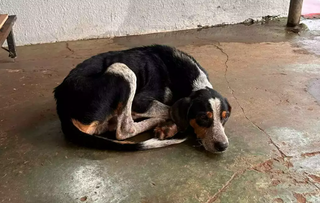 Homem nega que abandonou c&atilde;o doente e &eacute; solto em audi&ecirc;ncia