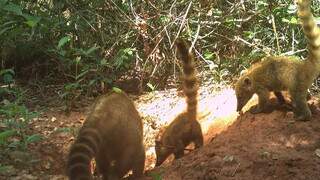 Quatis surpreendem pesquisadores ao desarmarem c&acirc;mera