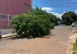 Quatro dias ap&oacute;s cair, &aacute;rvore segue atrapalhando tr&aacute;fego na Vila Carvalho