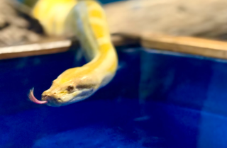 Moradora do Bioparque, Capitu toma &aacute;gua para aliviar calor