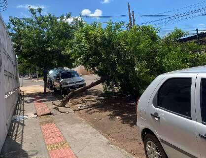 Quatro dias ap&oacute;s cair, &aacute;rvore segue atrapalhando tr&aacute;fego na Vila Carvalho