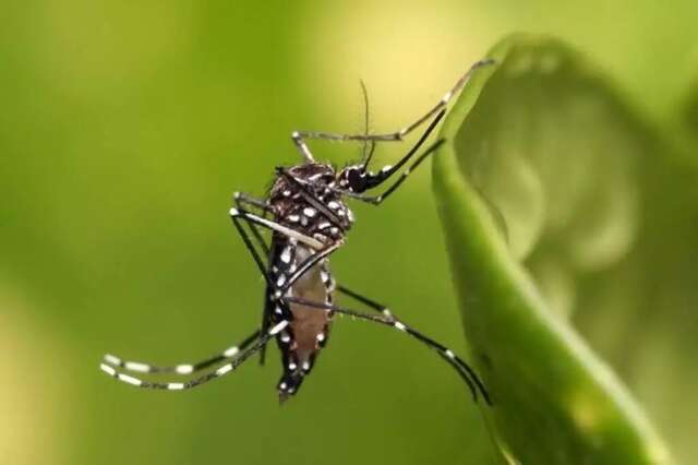 Capital j&aacute; soma 4 casos de dengue sorotipo 3, todos na regi&atilde;o do Bandeira