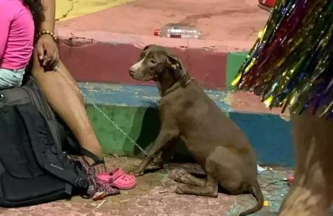 Bloco de Carnaval n&atilde;o &eacute; legal para cachorros: entenda por qu&ecirc;