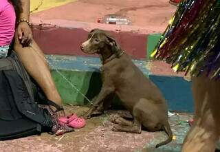 Bloco de Carnaval n&atilde;o &eacute; legal para cachorros: entenda por qu&ecirc;