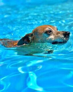 Pinscher de MS &eacute; maluco por piscina e conquista milh&otilde;es com seus pulos