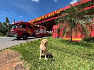 Snow, c&atilde;o jornalista, &eacute; aprovado em projeto social dos bombeiros de MS