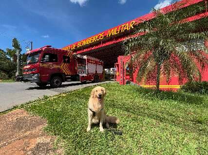 Snow, c&atilde;o jornalista, &eacute; aprovado em projeto social dos bombeiros de MS