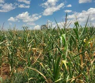 Condi&ccedil;&otilde;es clim&aacute;ticas atingem 46% da soja e prejudicam produ&ccedil;&atilde;o de leite