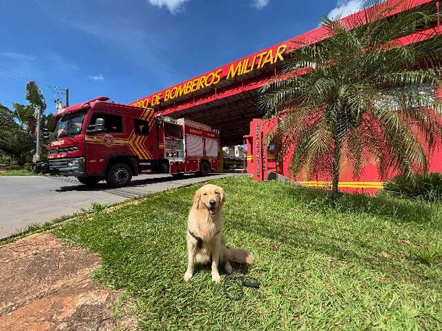 Snow, cão jornalista, é aprovado em projeto social dos bombeiros de MS