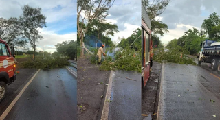 Chuva com ventos derruba &aacute;rvore e deixa BR-262 parcialmente interditada 