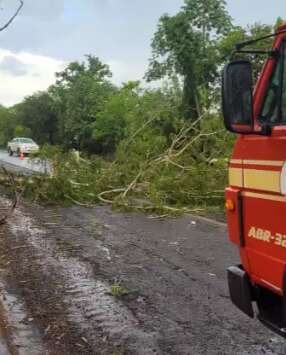 Chuva com ventos derruba &aacute;rvore e deixa BR-262 parcialmente interditada 