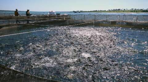 Produ&ccedil;&atilde;o de peixes cresce 18,77% em MS, com til&aacute;pia como carro-chefe