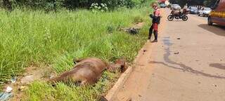 Cavalos soltos causam grave acidente com moto e tumultuam avenida