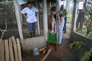 Ap&oacute;s meses em tratamento, tamandu&aacute;s &ldquo;treinam&rdquo; para volta &agrave; vida selvagem