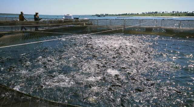 Produ&ccedil;&atilde;o de peixes cresce 18,77% em MS, com til&aacute;pia como carro-chefe