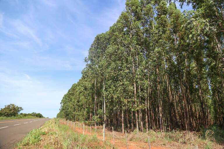 Plantação de eucalipto entre Paranaíba e Inocência. (Foto: Paulo Francis)
