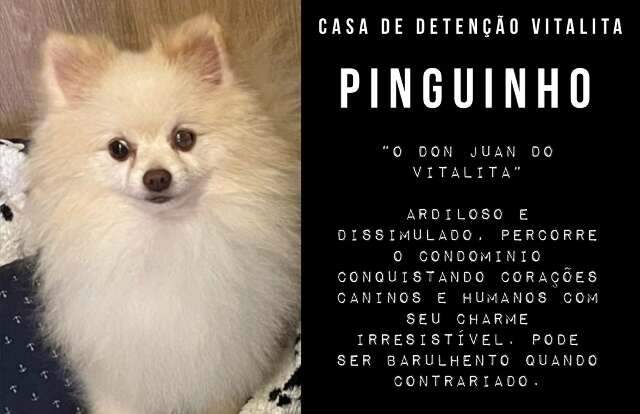 Briga entre s&iacute;ndico e moradores transforma c&atilde;es em &quot;meliantes&quot;