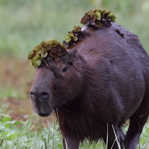 Em clima de Carnaval, v&iacute;deo lembra de capivara &#039;fantasiada&#039; no Pantanal