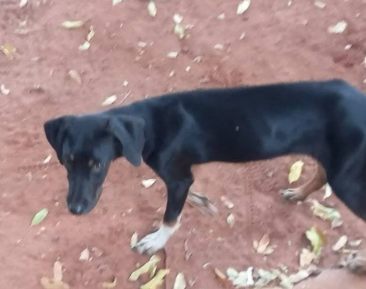 Primeiro cachorro resgatado pelo Corpo de Bombeiros ainda na segunda-feira 