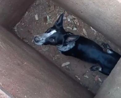 Cachorros s&atilde;o encontrados amarrados dentro de bueiro