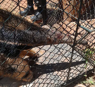 Ferido, tamandu&aacute; &eacute; encontrado em banheiro de casa 