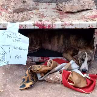 Com plaquinha &quot;procuro um dono, por favor!&quot;, cadela &eacute; abandonada em cal&ccedil;ada