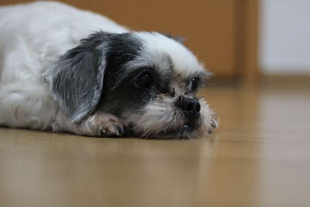  Você sabia que seu pet também pode ter problemas no coração?