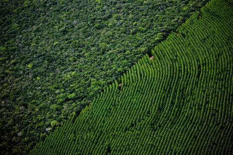 Estudo in&eacute;dito revela impacto ambiental do eucalipto em assentamentos do Bols&atilde;o